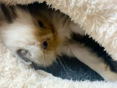 -楼上猫咖(罗湖店)