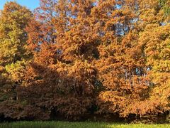 -上海共青森林公园