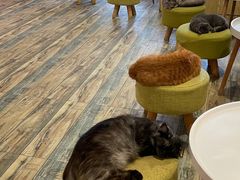 -喵匠猫主题咖啡(凯德和平广场店)