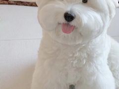 -momokira米努特·德文卷毛猫·棉花面纱犬