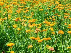 -武汉紫薇都市田园