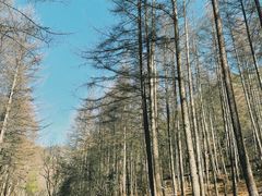 -狮子沟牧场