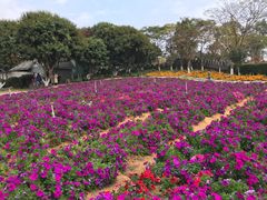 -松山湖梦幻百花洲