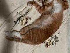 -拜鲁耶动物诊疗中心·宠家动物医院