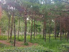 -长春市南湖公园