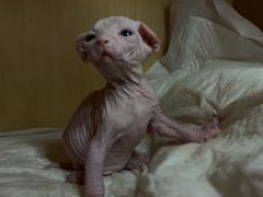 -1973继光香香鸡(合生汇购物中心店)