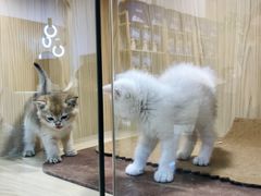 -屋虎猫馆(宝安大仟里店)