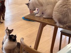-Let's go狗咖·猫咖·奶狗·桌游(春熙路IFS店)