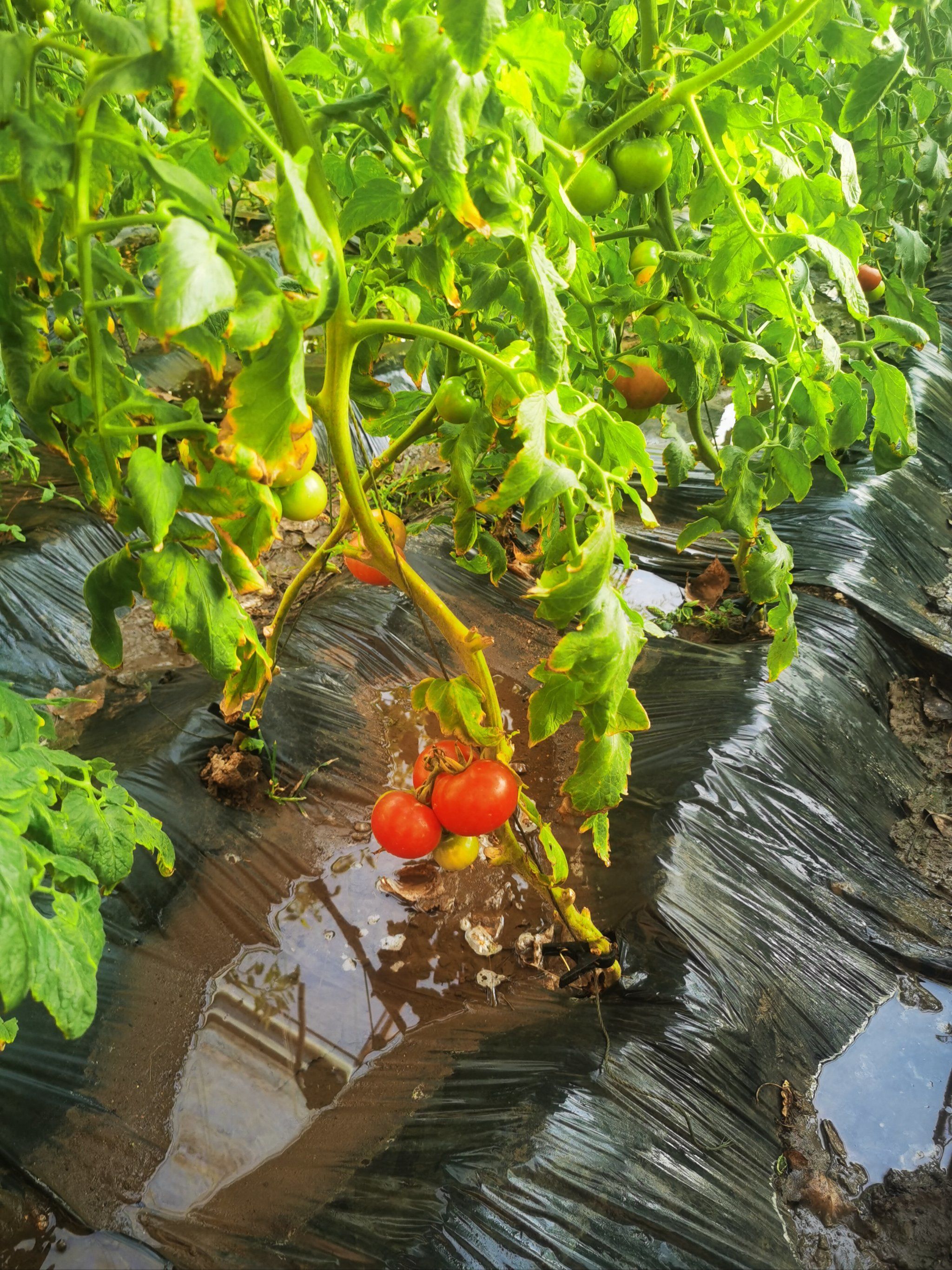 门头沟云雾村有机菜园的西红柿小时候的味道
