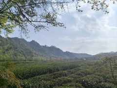 -中国茶叶博物馆(双峰馆区)