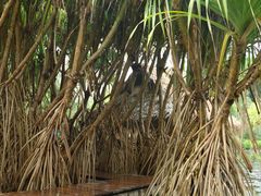 -中国科学院西双版纳热带植物园