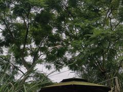 -桤木河湿地公园