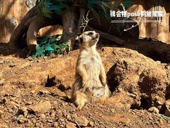 -青岛森林野生动物世界
