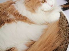 -喵的天空名猫咖啡馆·撸猫·猫舍·用品