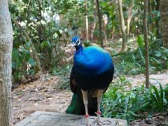 -西双版纳原始森林公园