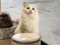 -瞄一喵猫咖(格力海岸店)