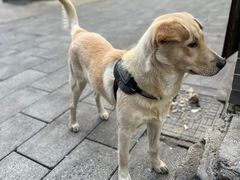 -黄桥古镇
