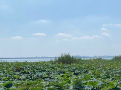 -七的湖·晚芳亭·阳澄湖农家菜·大闸蟹(莲花岛店)