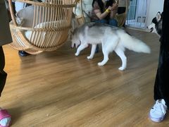 -Husky Go! 哈士奇体验馆·宠物咖啡厅狗咖