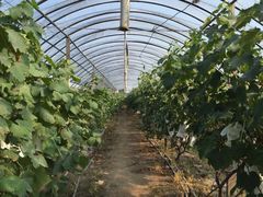 -马陆小张葡萄园农家乐