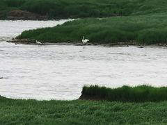 -湖南东洞庭湖国家级自然保护区