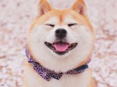 -鸽鸟轩(石岐店)