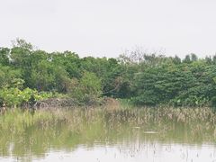 -大湾区中央湿地公园