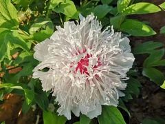 -曹州百花园