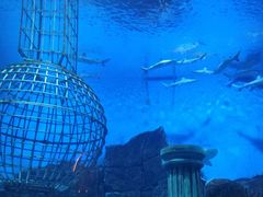 -芜湖新华联大白鲸海洋公园