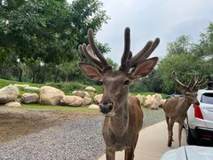 -北京野生动物园