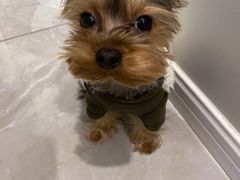 -momokira米努特·德文卷毛猫·棉花面纱犬