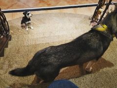 -more than meow吴止猫主题餐厅(承德 中船汇店)