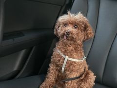 -达爱动物医院·犬猫分区·CT·复杂眼科(远洋山水分院)