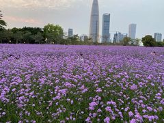 -深圳湾公园(南山区)