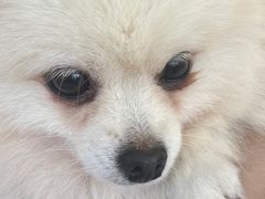 -怪兽屋·羊驼·猫咖·狗咖(俊华广场店)