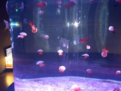 -欢乐海岸海洋奇梦馆