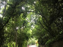 -西双版纳原始森林公园
