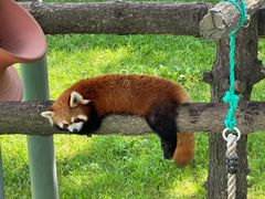 -西霞口神雕山野生动物世界