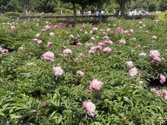 -黑龙江省森林植物园