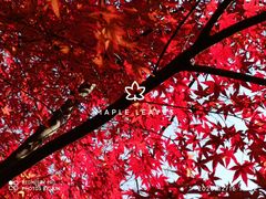 -秋霞圃