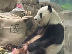 -灵玲国际马戏城