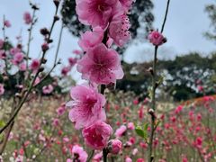 -桃花涧