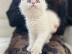 -lincat·猫舍(广州店)