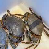 感谢天津网友推荐！！真的巨好吃。。。。。