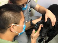 -严国平动物医院(德政总院)