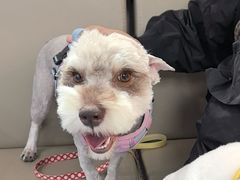 -万博宠物医院·手术·诊疗(未央凤城五路店)