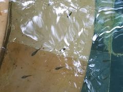 鱼疗-三亚海棠湾南田温泉神龙谷