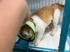 -瑞派宠物医院(搏威敦和院)