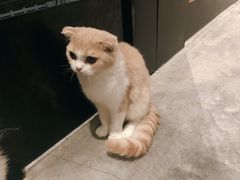 -瞄一喵猫咖(格力海岸店)