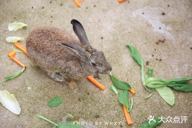 长兴开元芳草地乡村酒店| 杭州周边的世外桃源